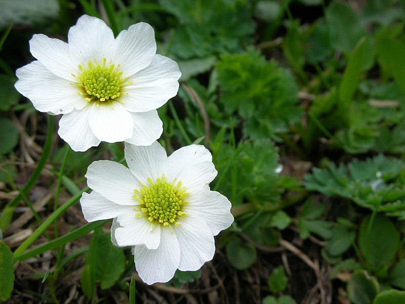 Callianthemum coriandrifolium / Ranuncolo a fg. di Coriandro